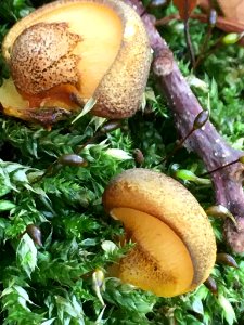 Sarcomyxa serotina 104466325