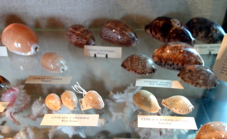 Seashells - Joseph Allen Skinner Museum - DSC07804