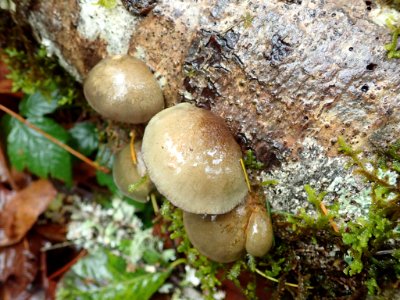 Sarcomyxa serotina 104887909