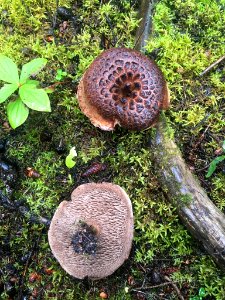 Sarcodon imbricatus 91588551