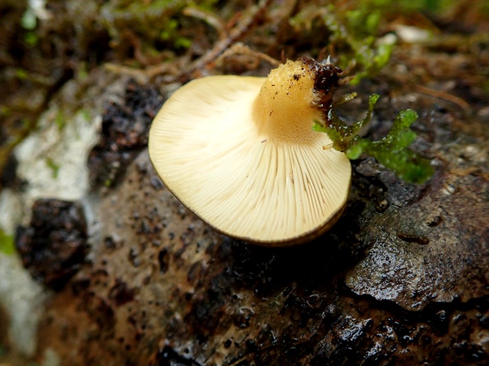Sarcomyxa serotina 104887897