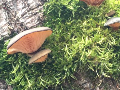 Sarcomyxa serotina 105978299