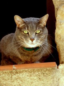 Segovia - gato 2