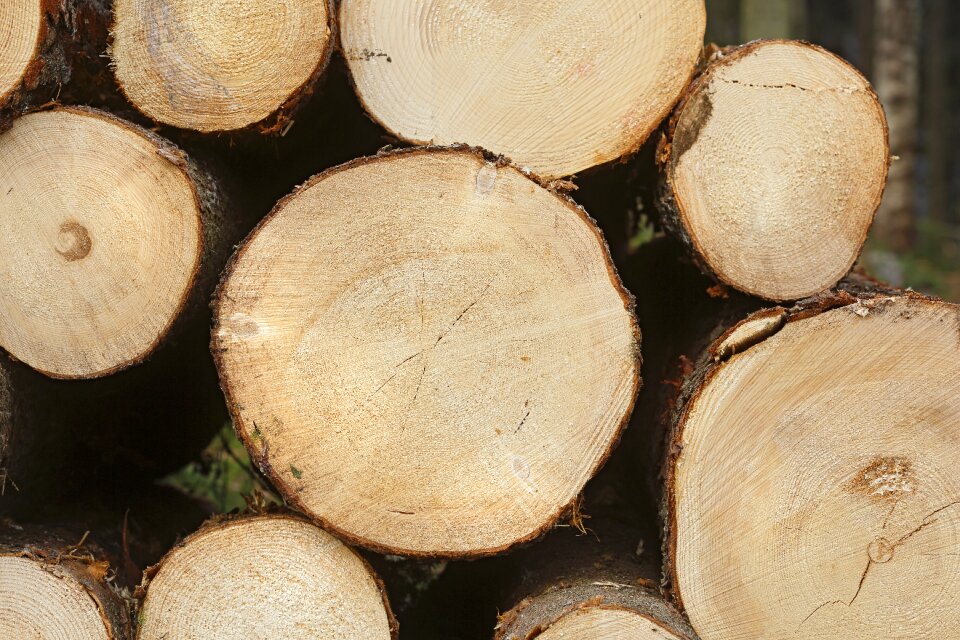 Softwood conifer wood