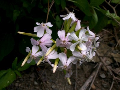 Saponaria officinalis, 2021-07-06, Kane Woods, 01