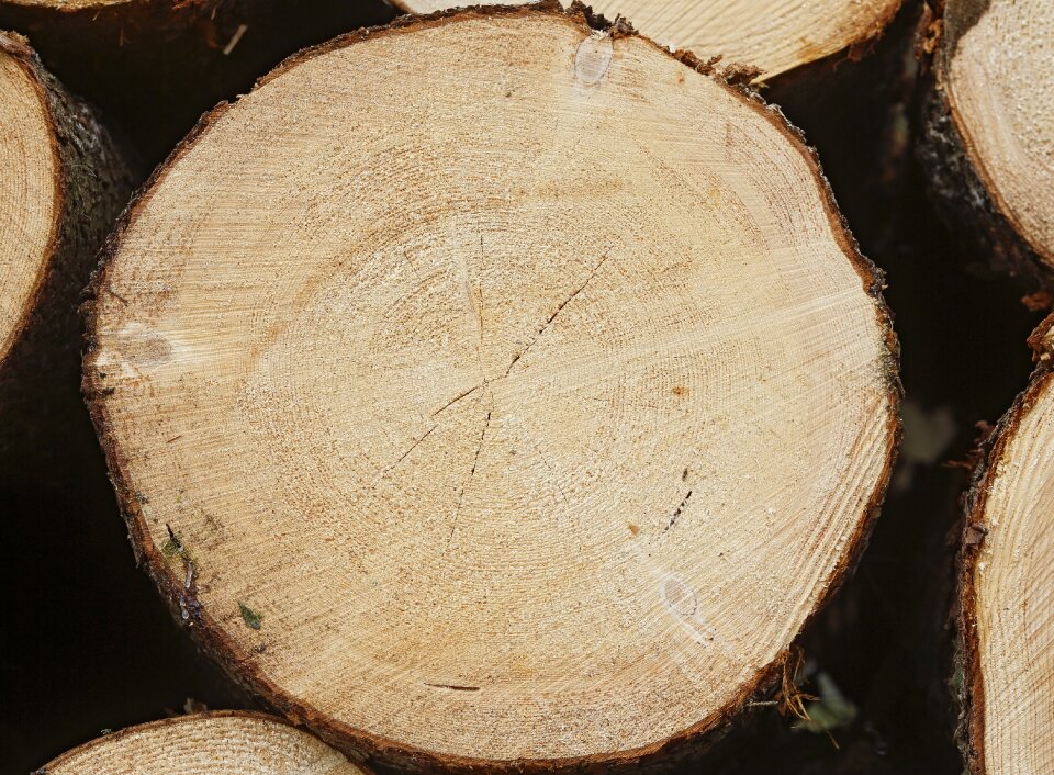 Softwood conifer wood