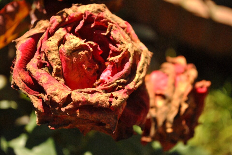 Flowers rosa red roses
