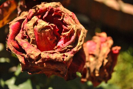 Flowers rosa red roses