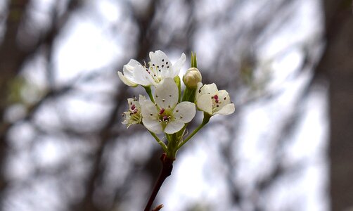 Bloom flower tree photo