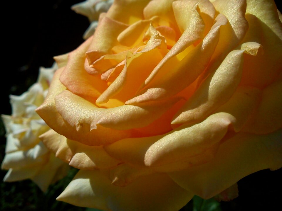 Flowers nature beauty