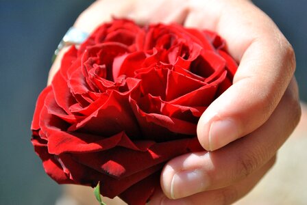 Hand flower pink hand