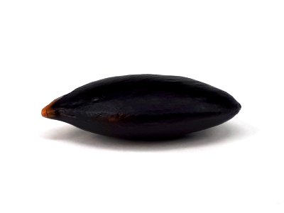 Sapodilla seed 2017 A4