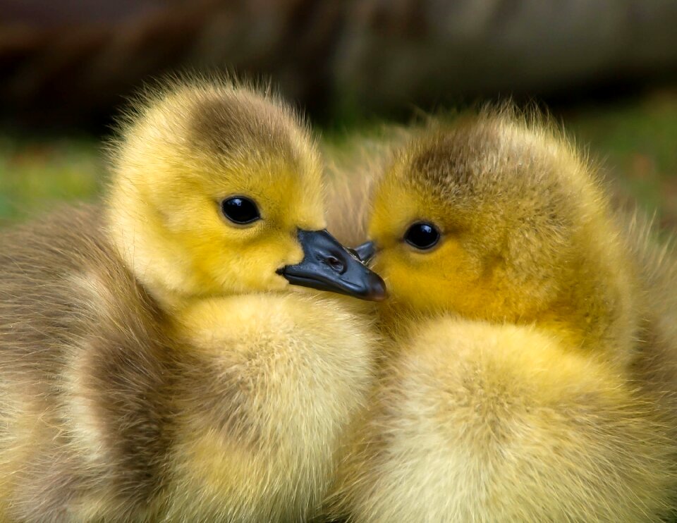 Beak bird cute photo