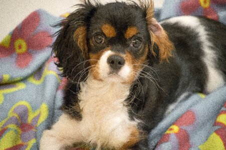 Charles spaniel animal home