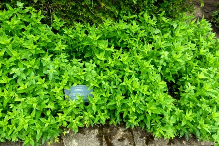 Saponaria officinalis - Fountains Hall - North Yorkshire, England - DSC00548