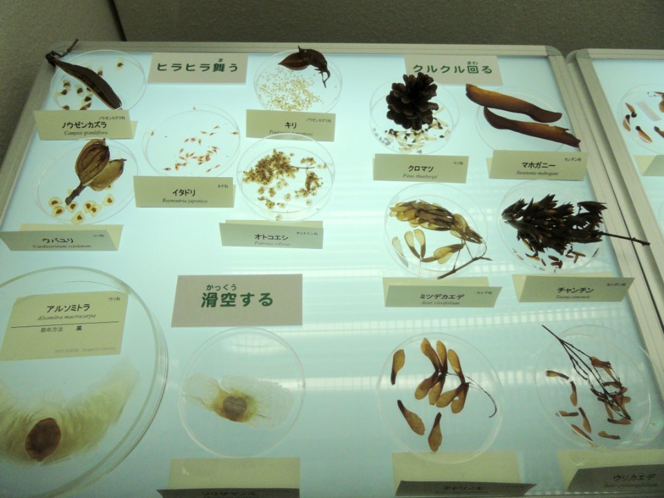 Seed display - Osaka Museum of Natural History - DSC07818