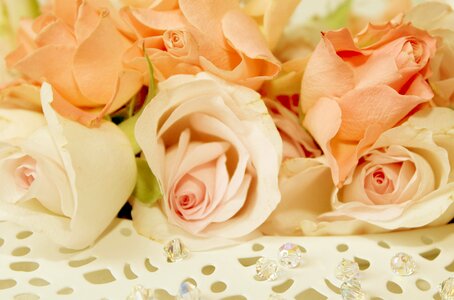 Blossom bloom valentine's day