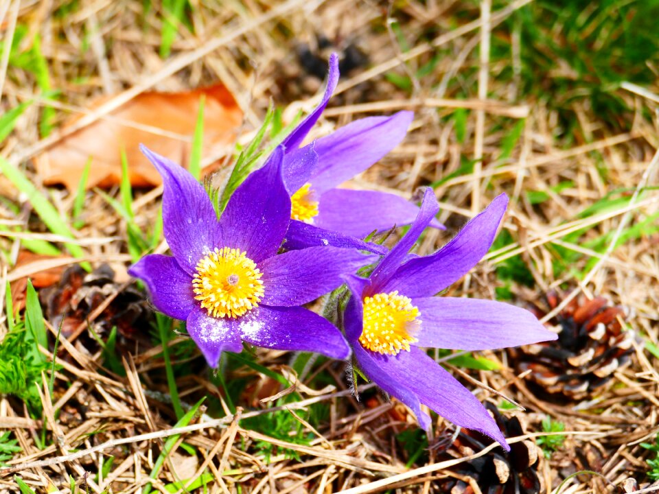 Pasqueflower plant nature