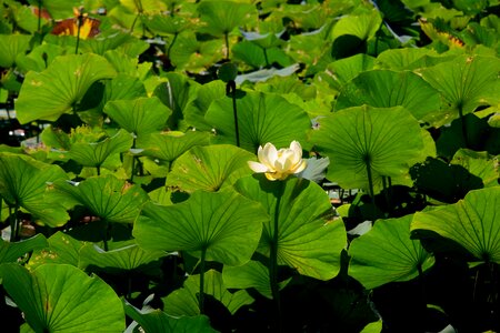 Nature pond lilly photo