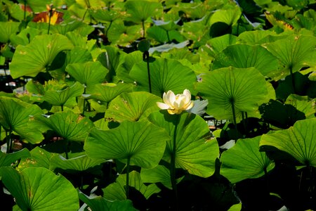 Nature pond lilly