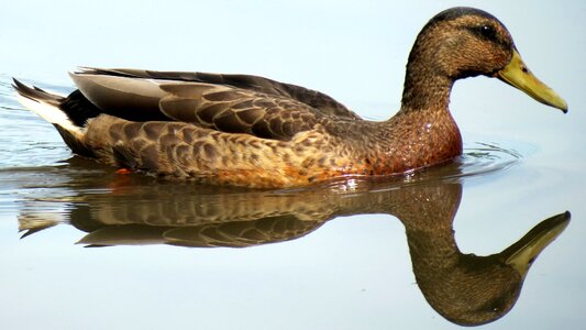 Swimming bird waterfowl