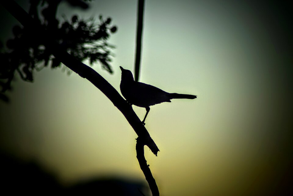 Sunset tree darkness