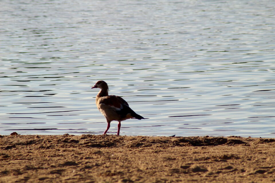 Sandy beach bird birds water