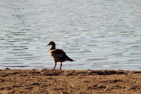 Sandy beach bird birds water