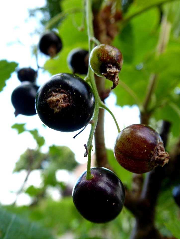 Schwarze Johannisbeeren als Nahaufnahme
