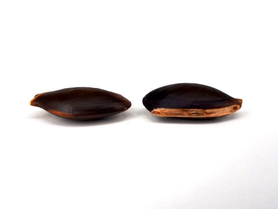Sapodilla seeds 2017 A