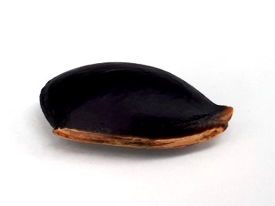 Sapodilla seed 2017 A1