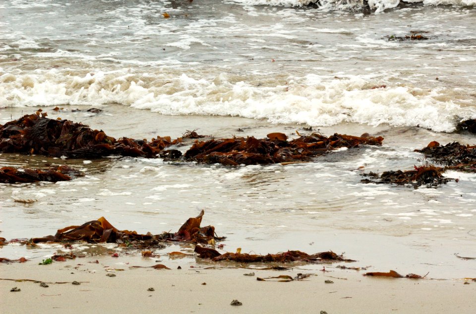 Seaweed-Plage-Portez-20060525-026