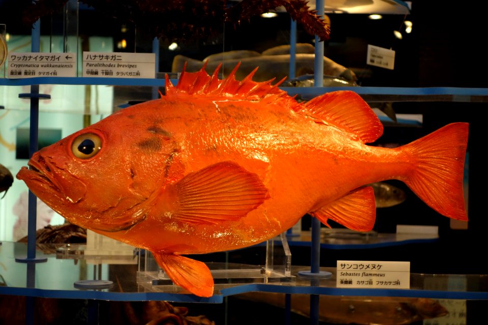 Sebastes flammeus - National Museum of Nature and Science, Tokyo - DSC06870