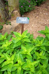 Saponaire officinale (2)aa