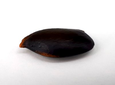 Sapodilla seed 2017 A3