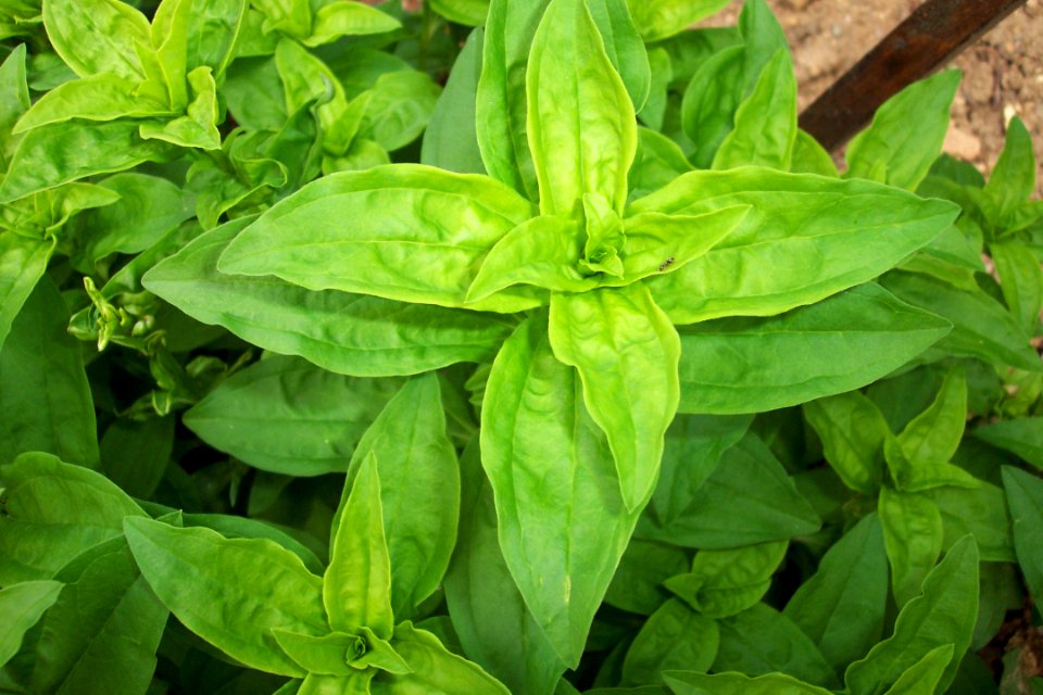 Saponaire officinale(1)aaa