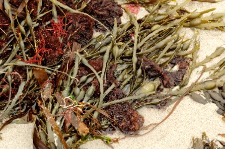 Seaweed-Plage-Portez-20060525-025