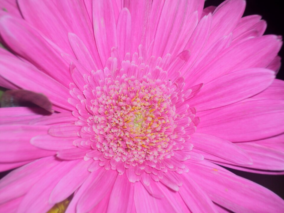 Spring garden natural