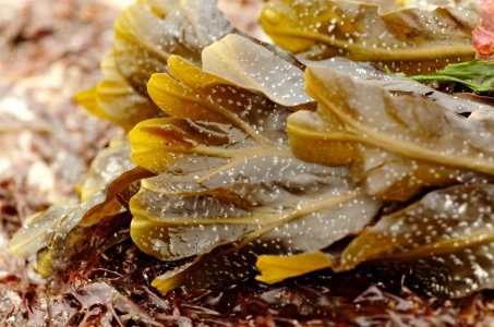 Seaweed-Plage-de-Portez-20060525-019