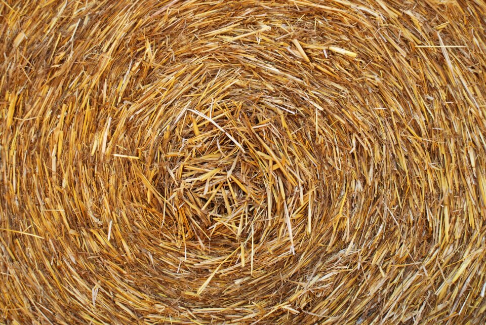 Campaign italy wheat