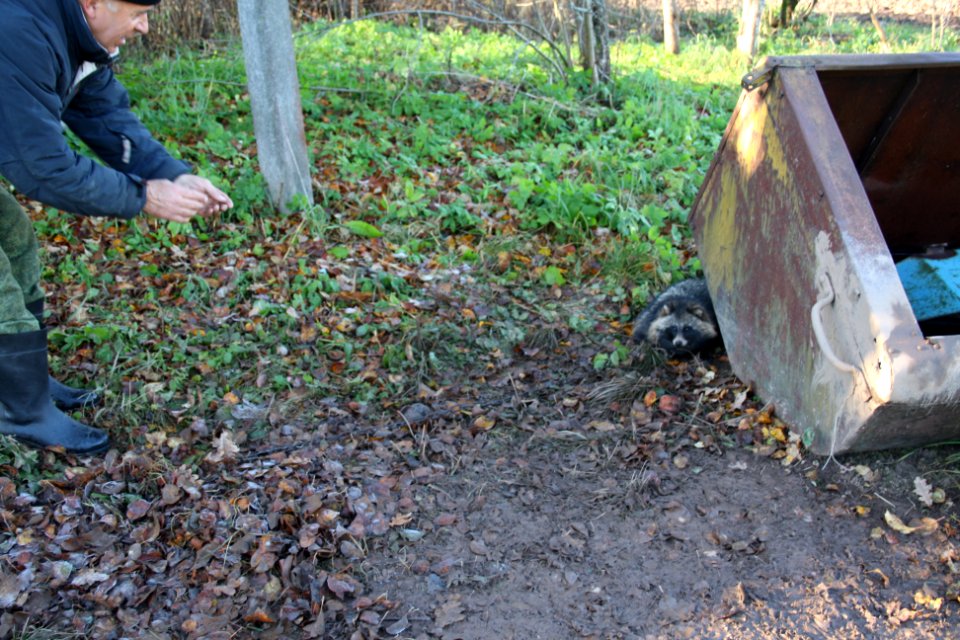Sebezj nationaalparkwasbeer