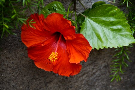 Blossom bloom mallow