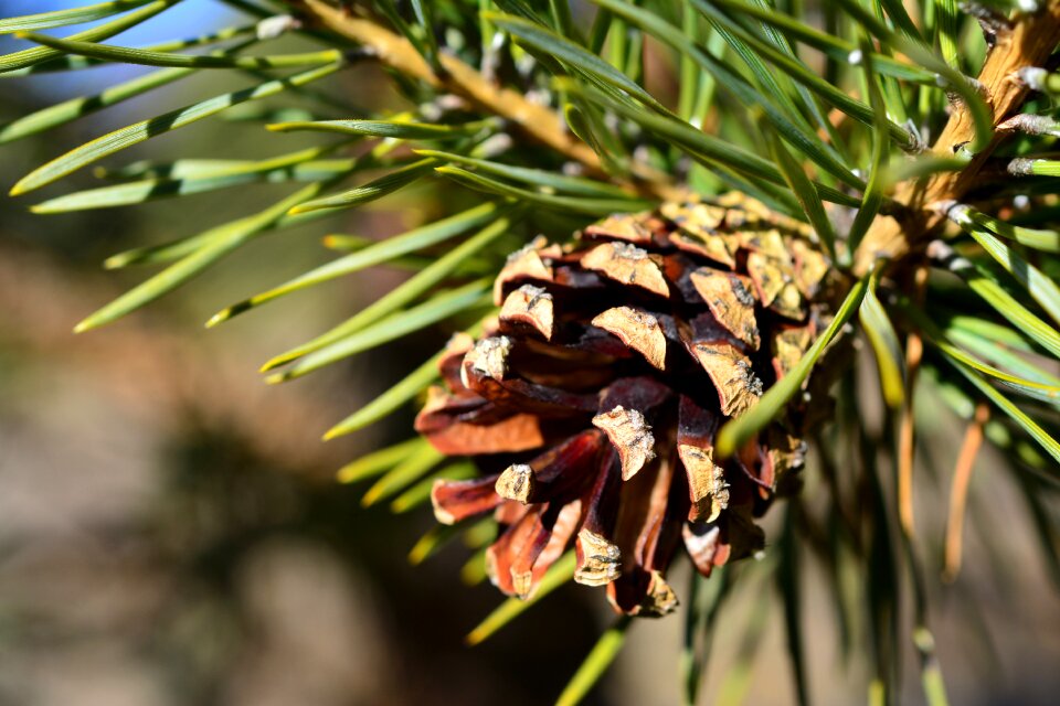 Forest evergreen christmas photo