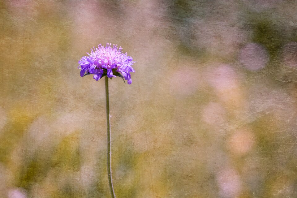 Flower blossom bloom