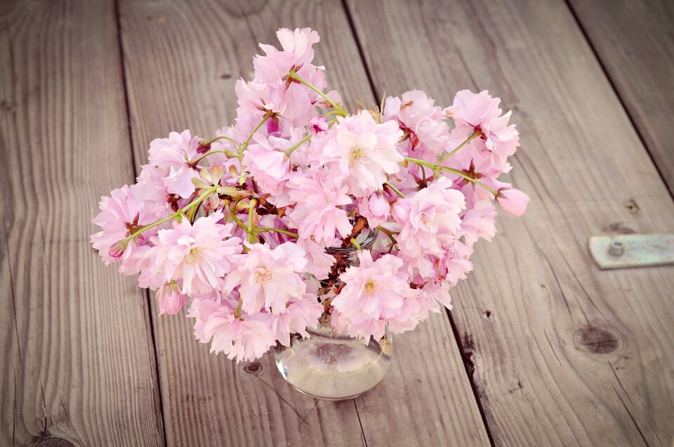 Pink pink flowers vase photo