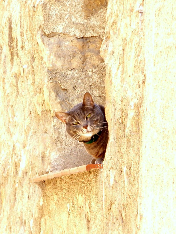 Segovia - gato 1