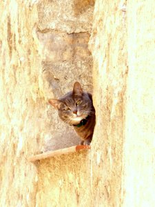 Segovia - gato 1