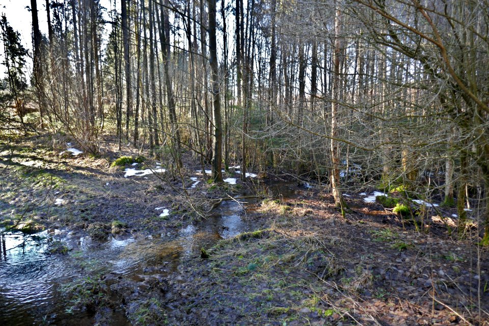 Schwaney - Rauhegrund - 10