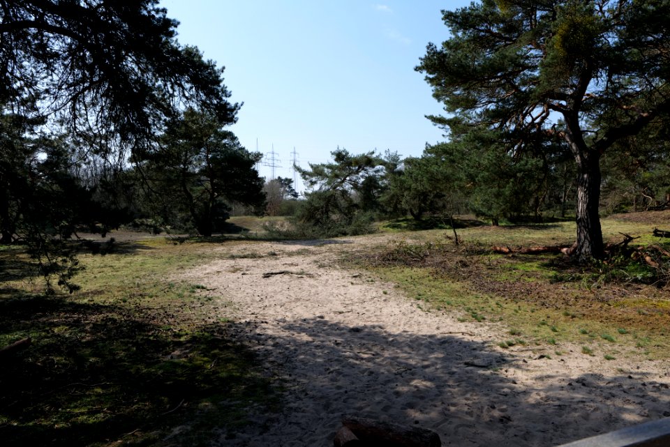 Schwanheimer Düne 2020-03-27 14