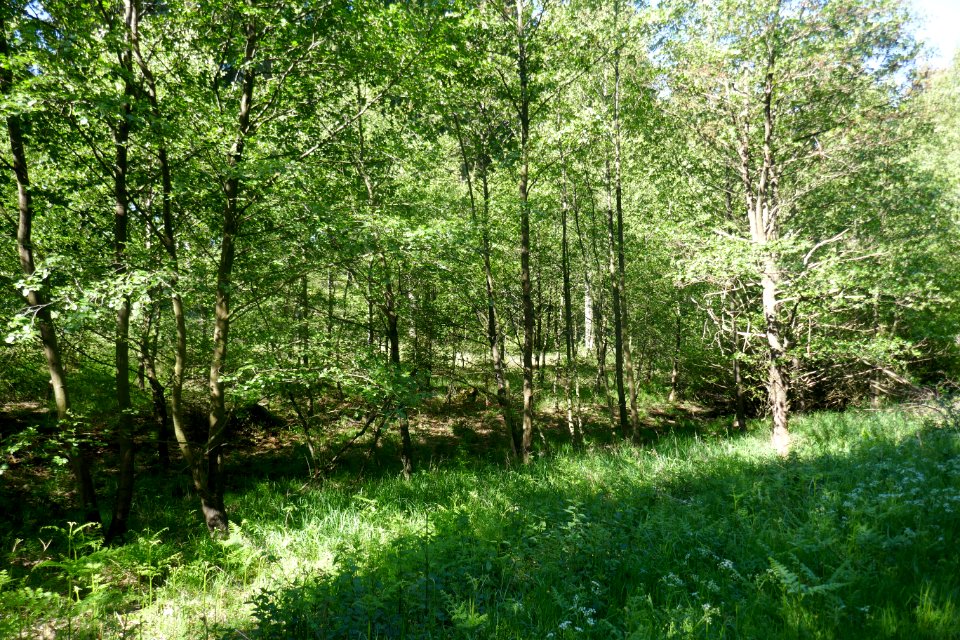 Schwaney - Rauhegrund - 03